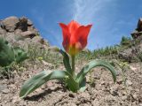 Tulipa greigii. Цветущее растение. Южный Казахстан, Сырдарьинский Каратау, горы Улькунбурултау. 21 марта 2016 г.