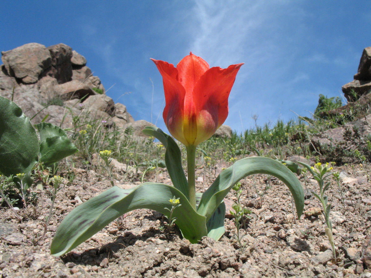 Изображение особи Tulipa greigii.