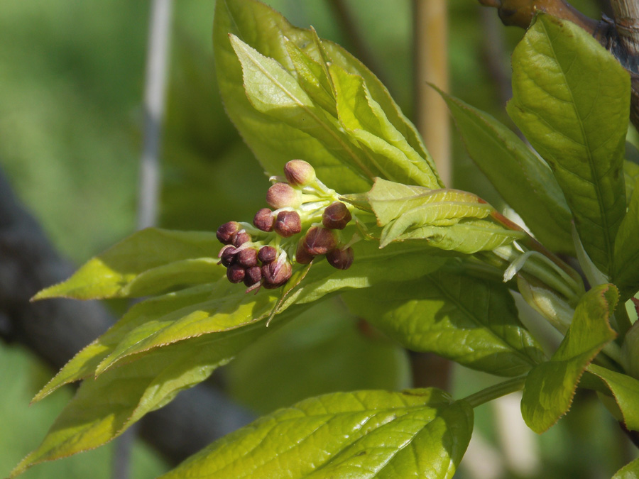 Изображение особи Staphylea pinnata.