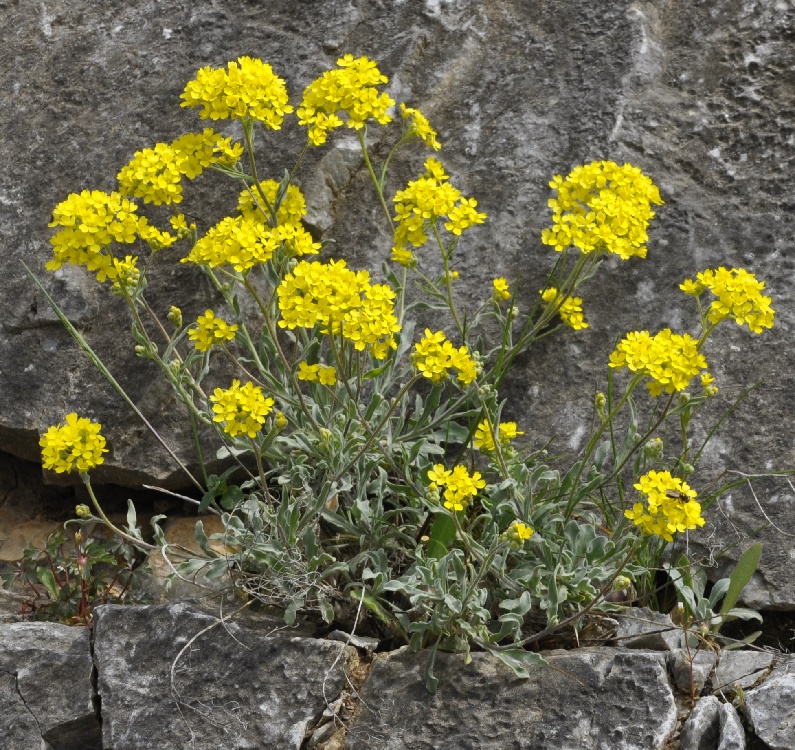 Изображение особи Aurinia saxatilis.