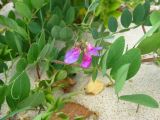 Lathyrus japonicus subspecies maritimus. Часть цветущего растения. Калининградская обл., национальный парк \"Куршская коса\", авандюна со стороны Балтийского моря. Август 2014 г.