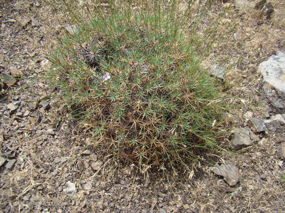 Image of Acantholimon schachimardanicum specimen.