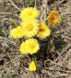 Tussilago farfara