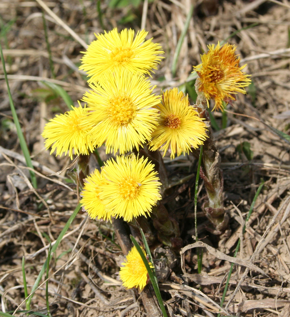 Image of Tussilago farfara specimen.