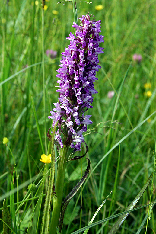 Изображение особи Dactylorhiza incarnata.