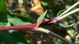 Malus sylvestris