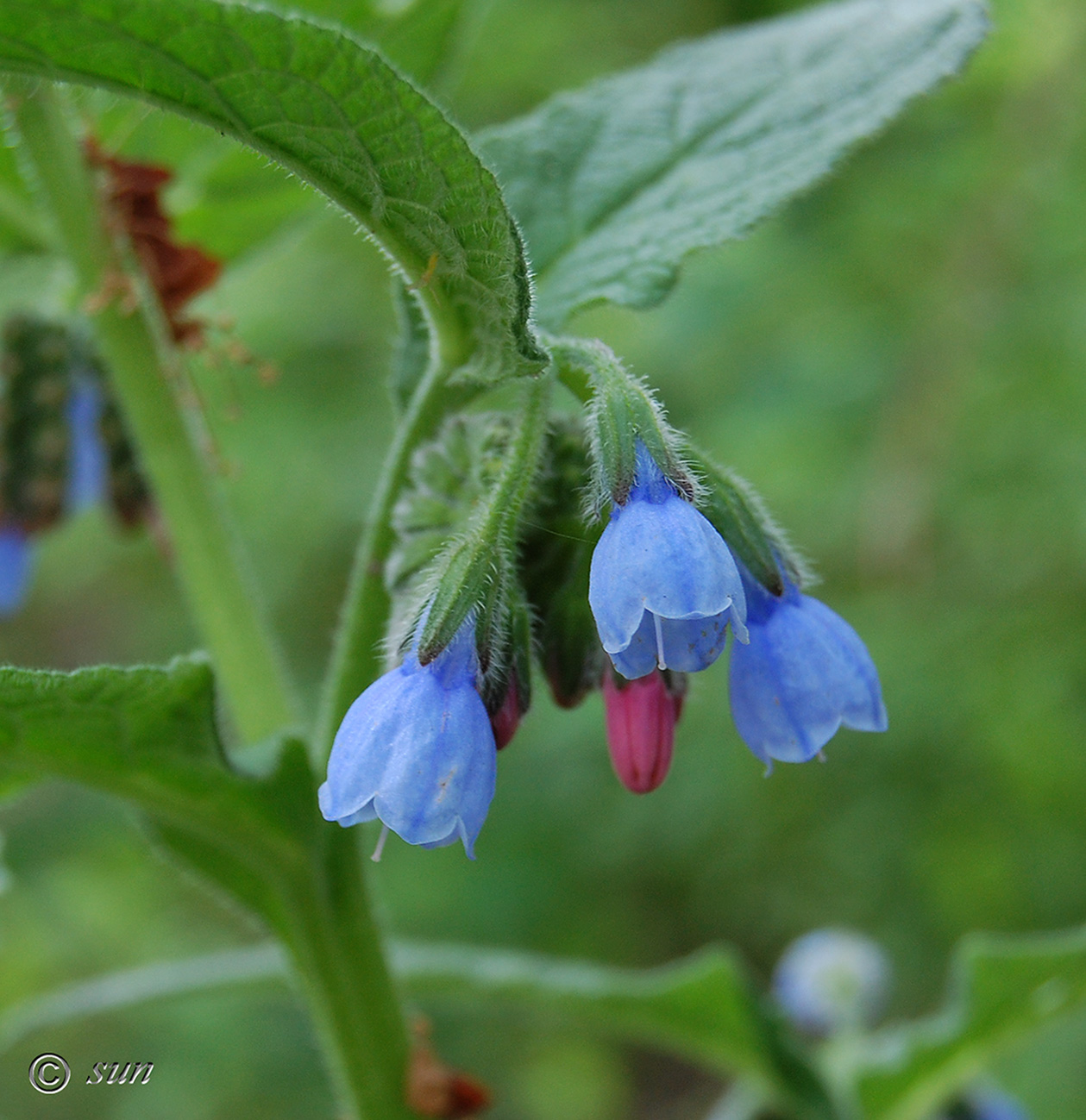 Изображение особи Symphytum caucasicum.