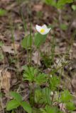 Anemone sylvestris