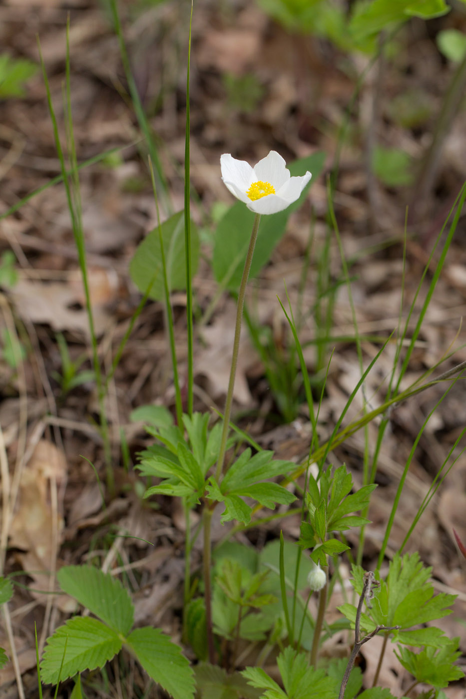 Изображение особи Anemone sylvestris.