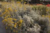Senecio cineraria. Цветущие растения в городском озеленении. Италия, Саленто, г. Отранто. 08.06.2014.