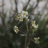 Lepidium meyeri