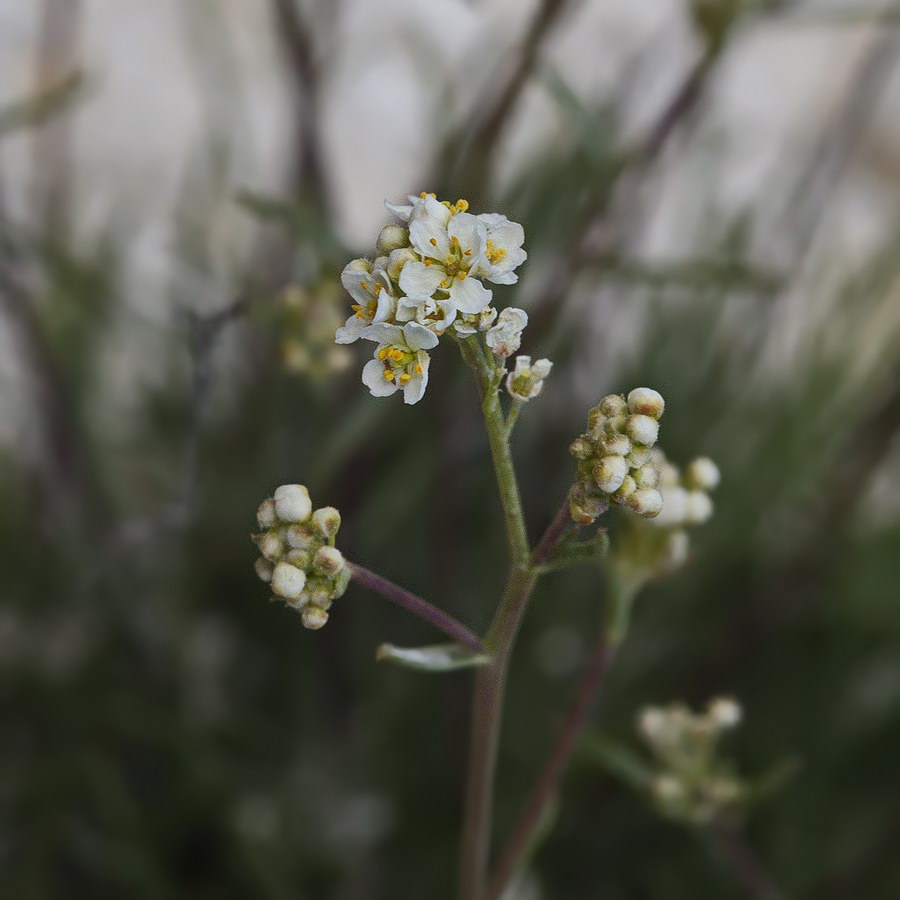 Изображение особи Lepidium meyeri.