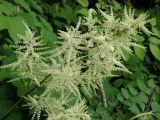 Aruncus dioicus