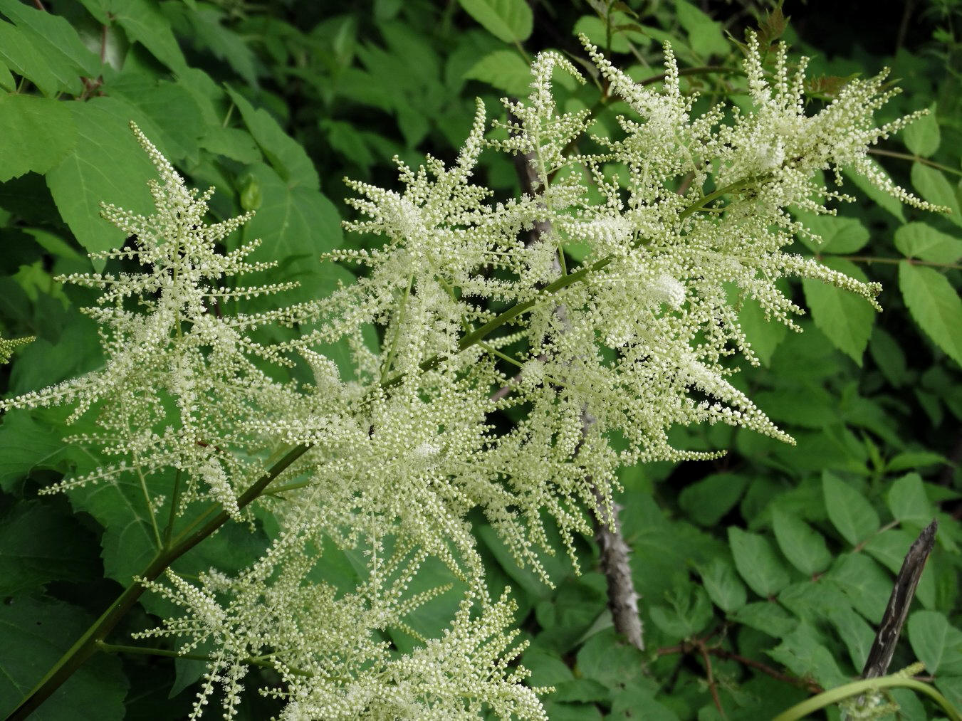 Image of Aruncus dioicus specimen.