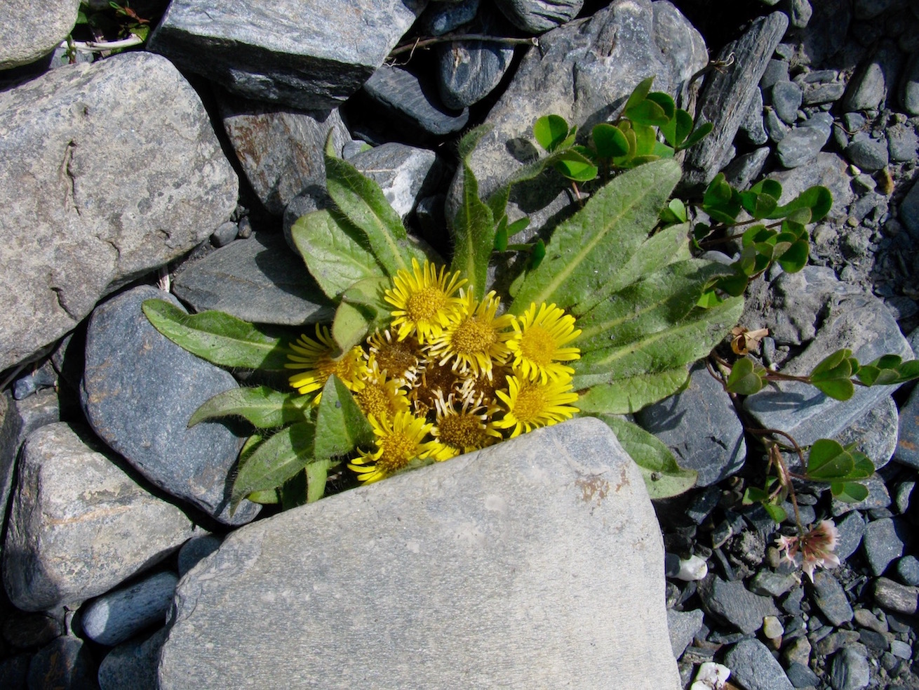 Image of Inula rhizocephala specimen.