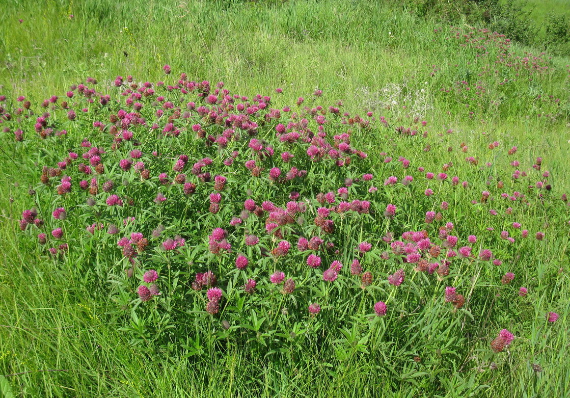 Изображение особи Trifolium alpestre.