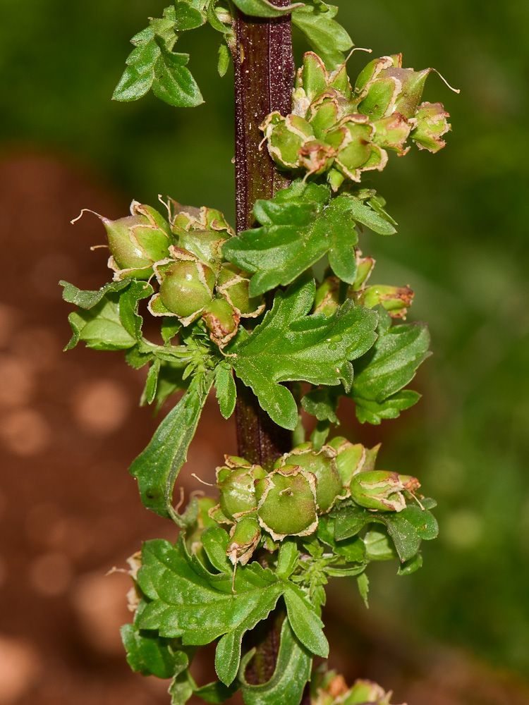 Изображение особи Scrophularia rubricaulis.