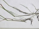 Agrostis stolonifera