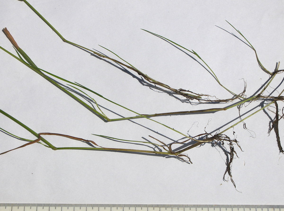 Image of Agrostis stolonifera specimen.