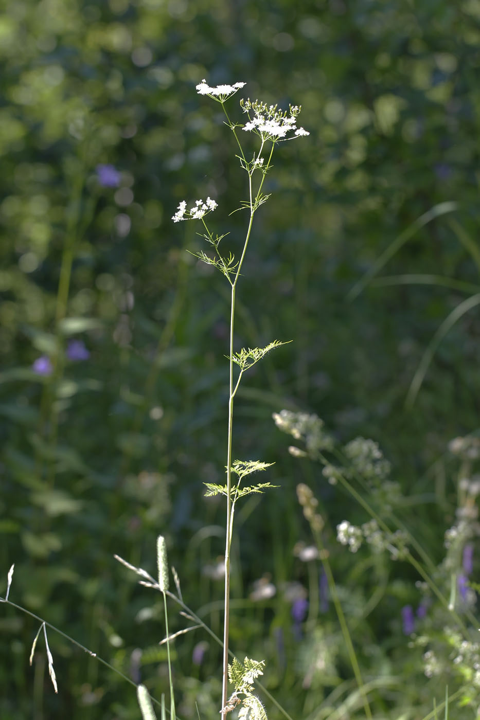Изображение особи Chaerophyllum bulbosum.