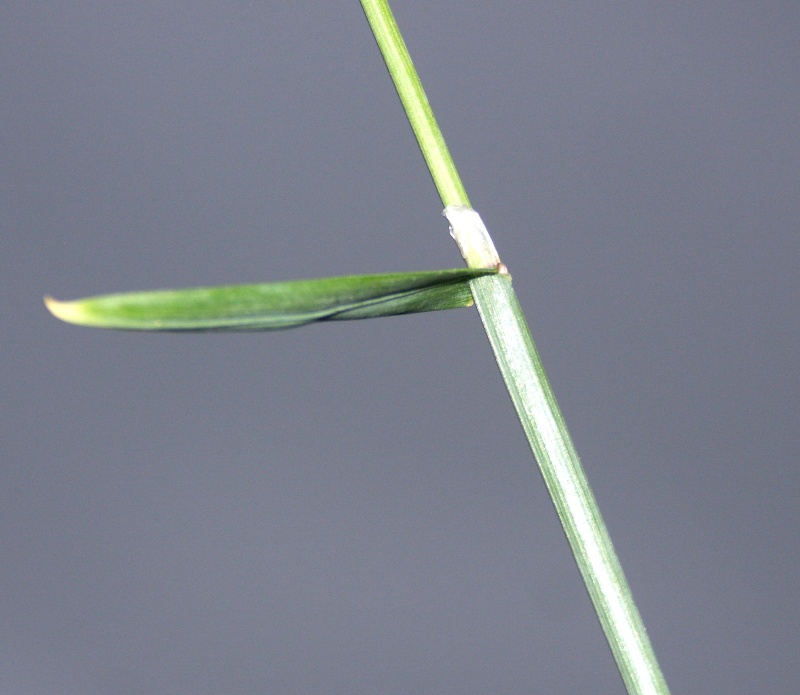 Изображение особи Helictotrichon pubescens.