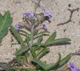 Image of taxon representative. Author is Татьяна Мальчинская
