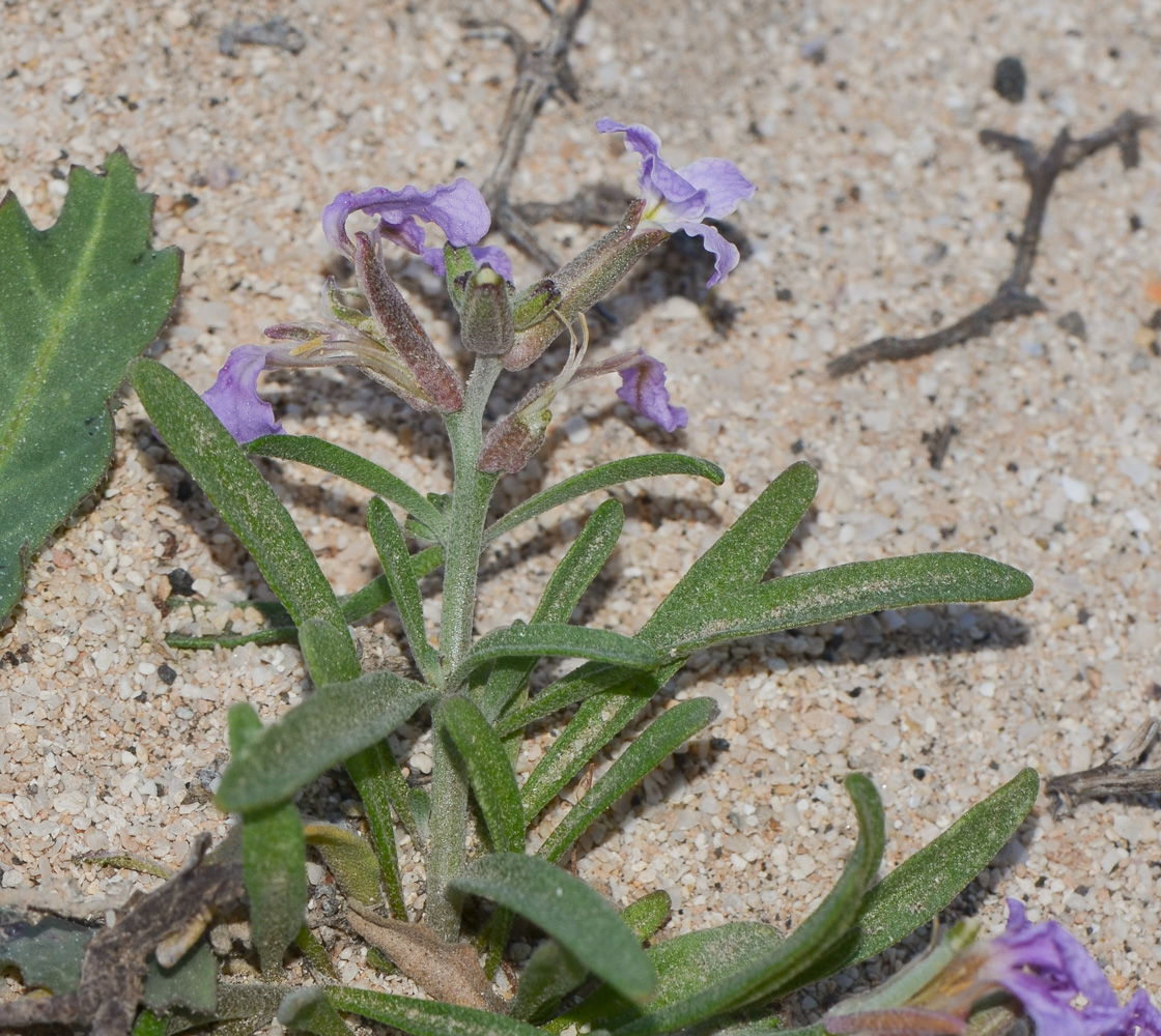Image of Matthiola fruticulosa var. bolleana specimen.