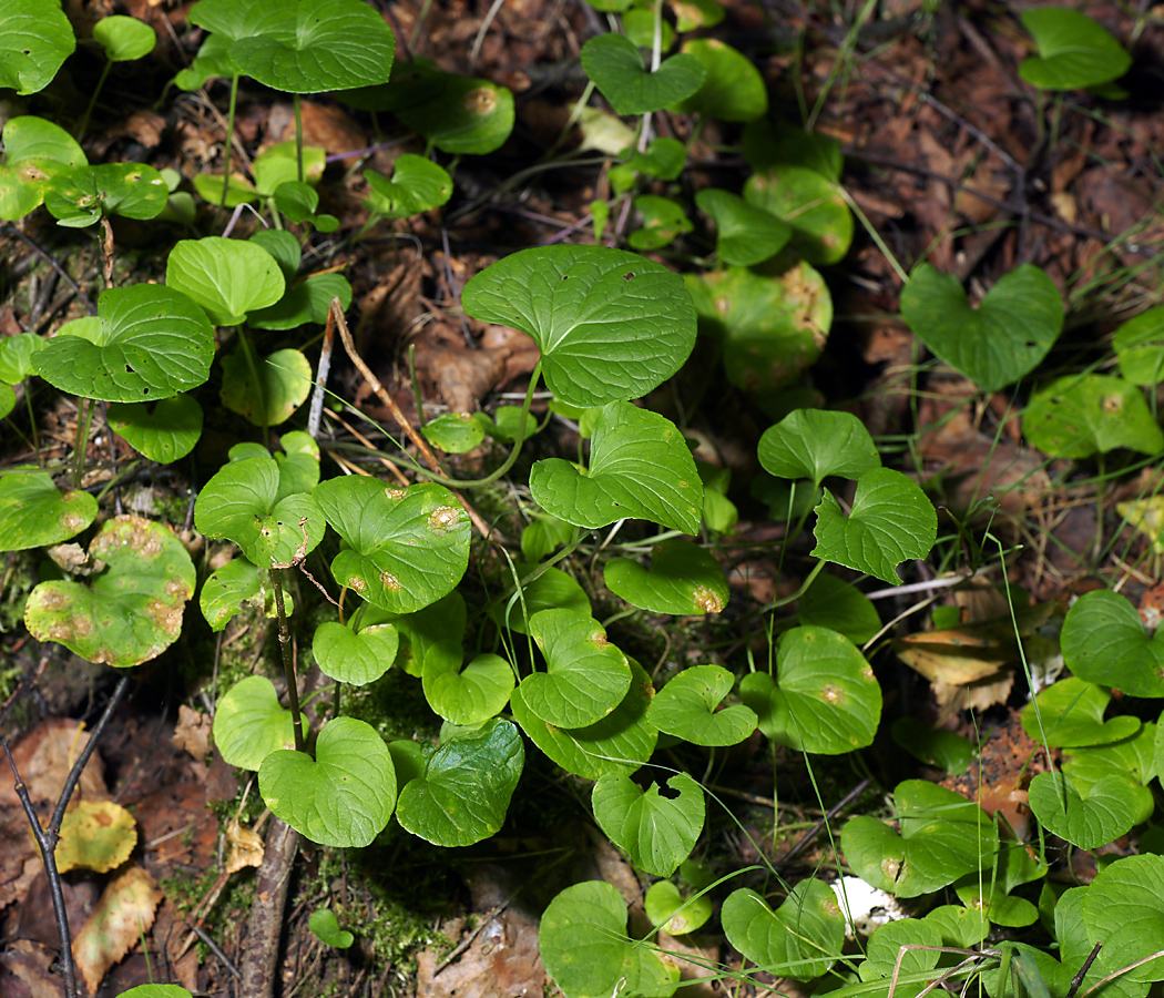 Image of Viola epipsila specimen.