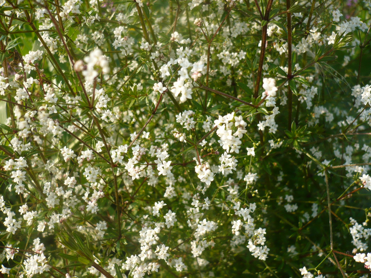 Image of Galium uliginosum specimen.