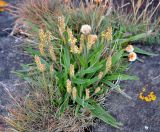 Plantago maritima. Цветущее растение (сзади видны отцветшие соцветия Armeria maritima). Исландия, окр. г. Кефлавик, прибрежные скалы. 31.07.2016.