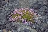 Calluna vulgaris. Цветущее растение. Исландия, окр. ледника Эйриксйокюдль, лавовое поле Хальмундархраун. 09.08.2016.