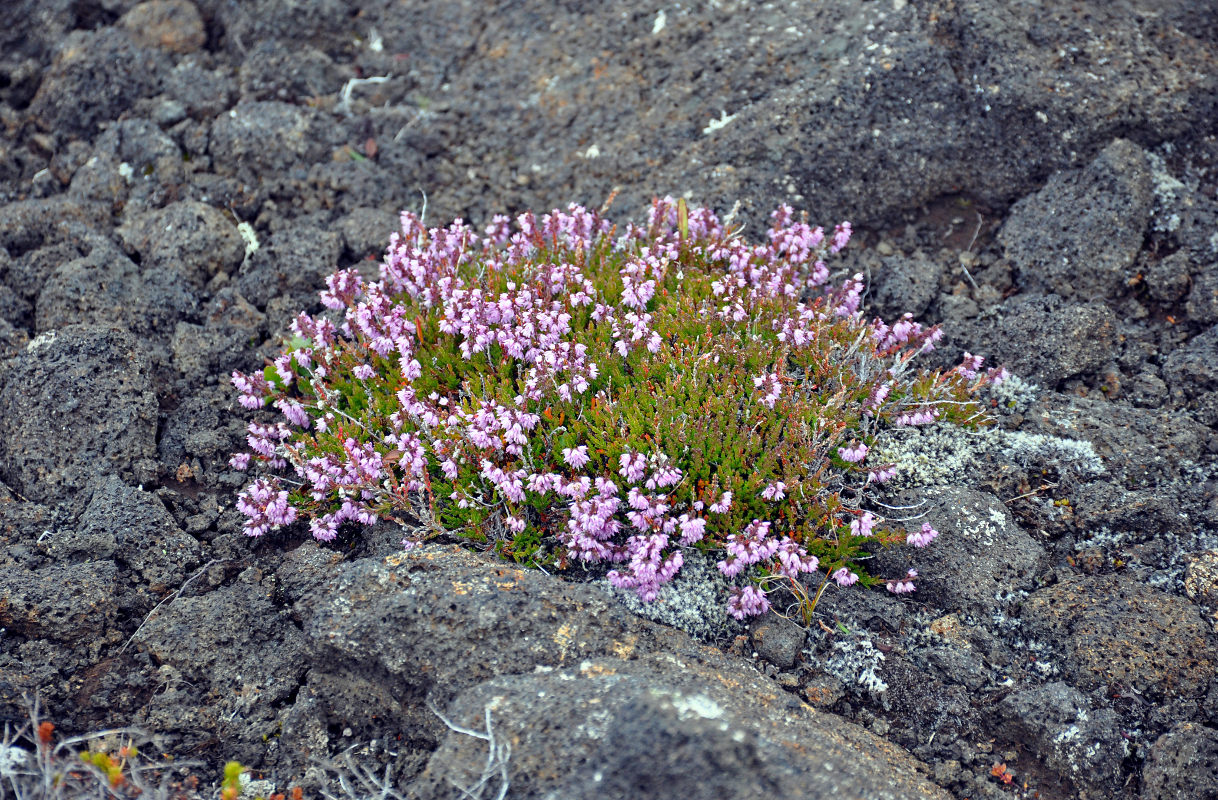 Image of Calluna vulgaris specimen.