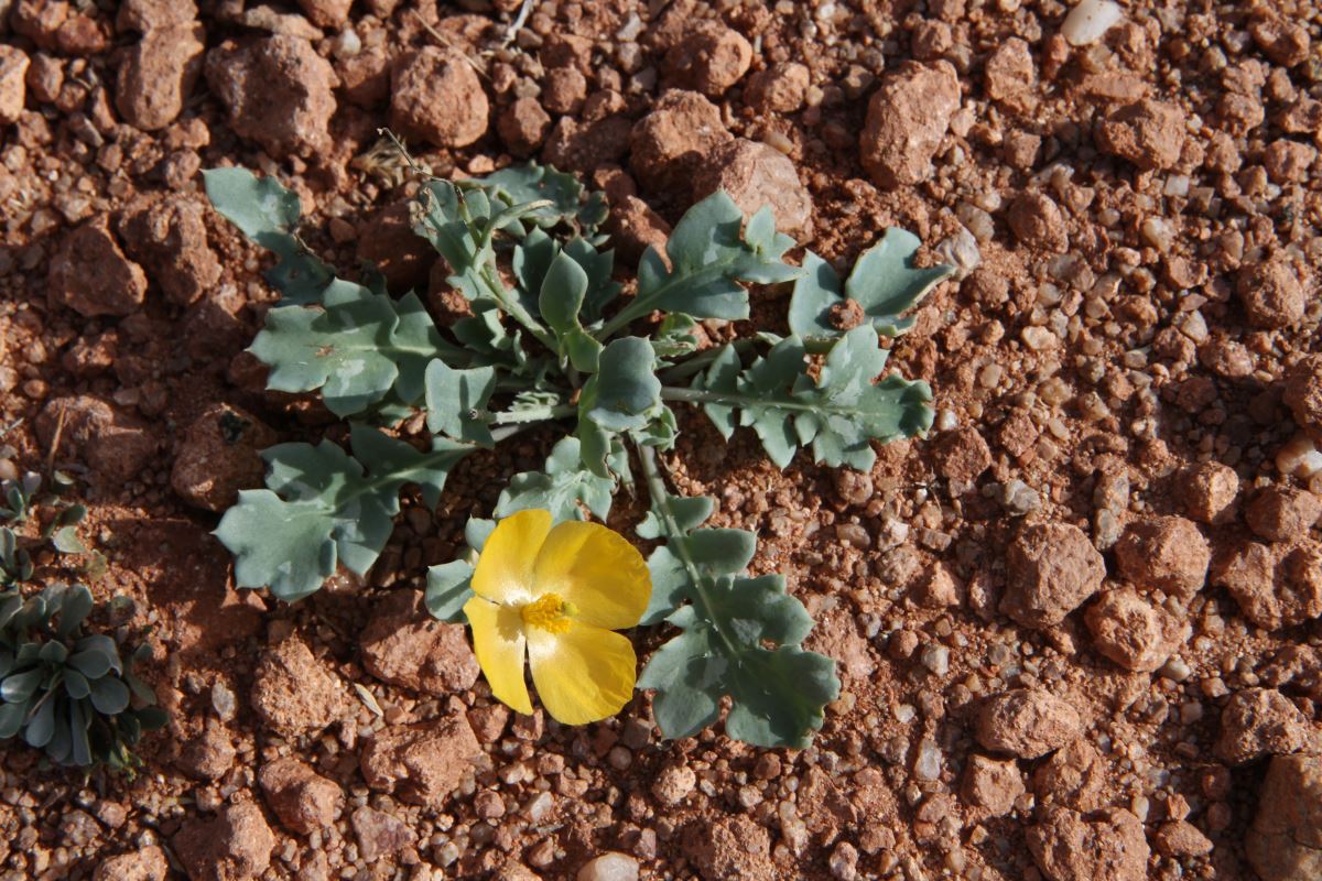 Изображение особи Glaucium squamigerum.