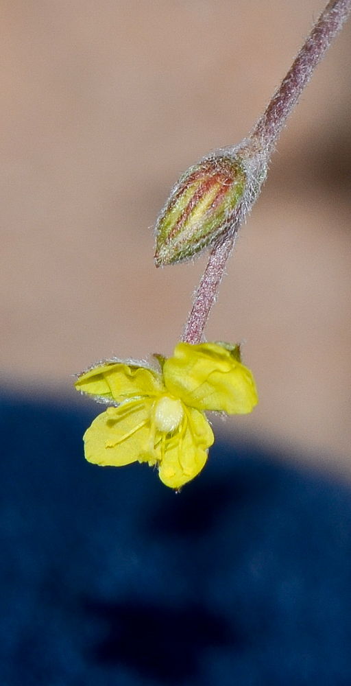 Image of Helianthemum lippii specimen.
