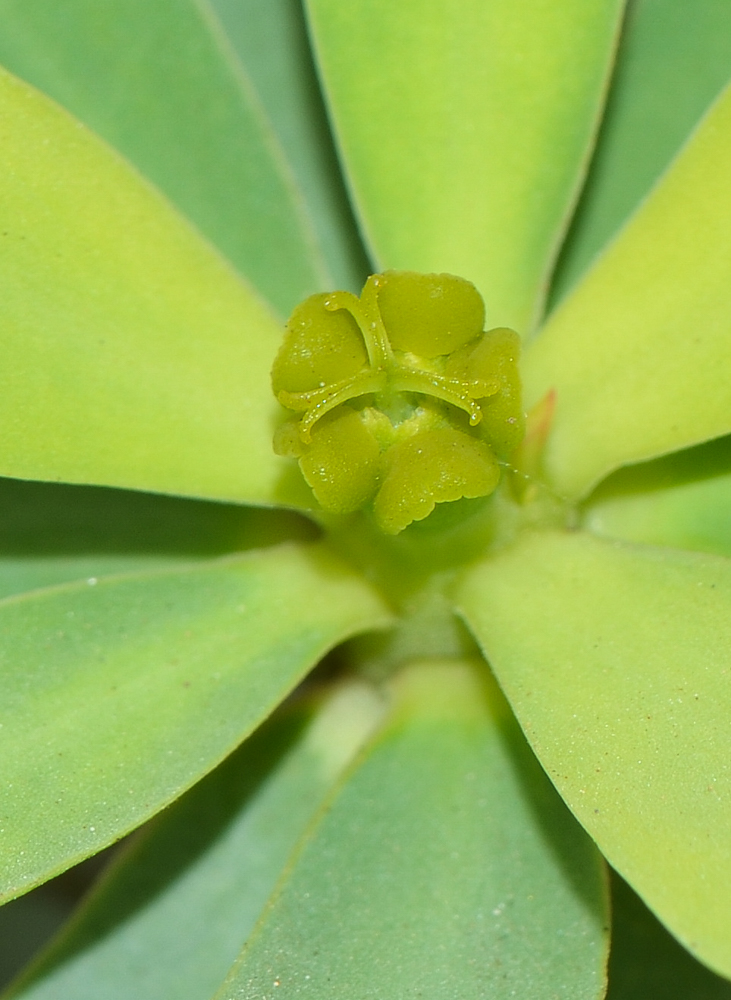 Изображение особи Euphorbia balsamifera.