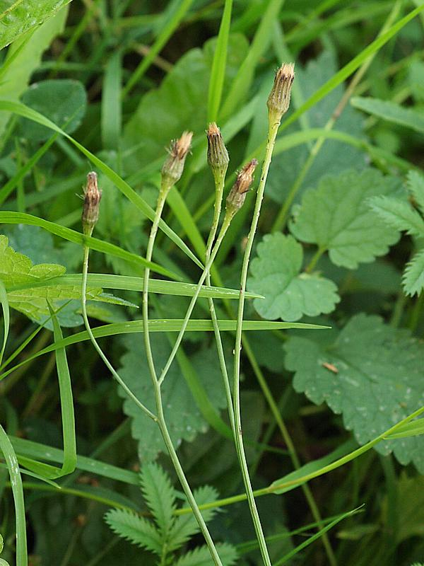 Image of Scorzoneroides autumnalis specimen.