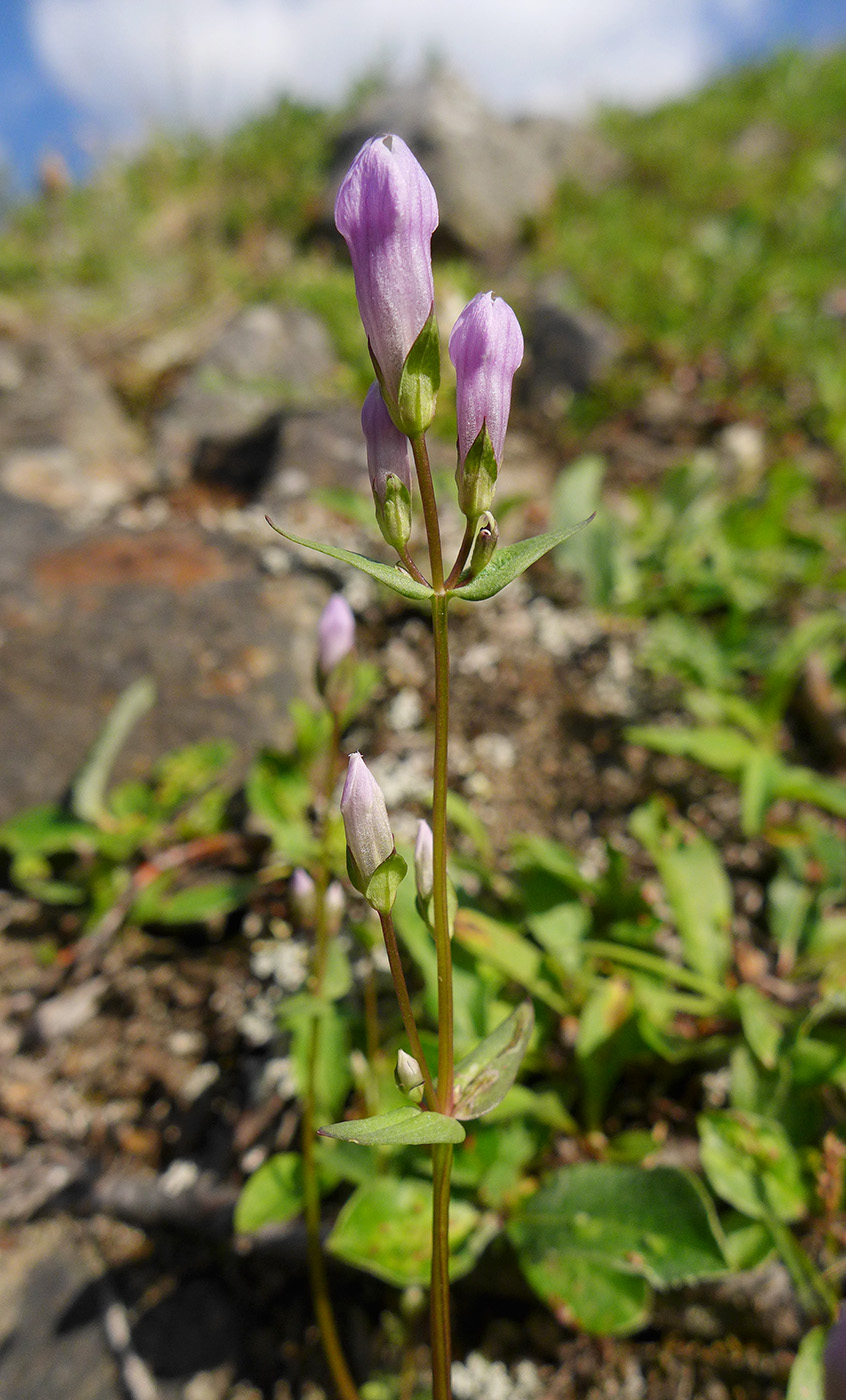 Изображение особи Gentianella propinqua.