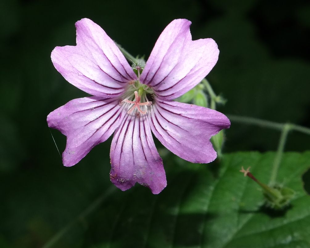 Image of Geranium gracile specimen.