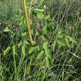 Thalictrum contortum
