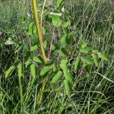 Thalictrum contortum. Нижняя часть побега. Амурская обл., Бурейский р-н, окр. с. Виноградовка, долина р. Асташиха, разнотравный луг. 15.07.2016.