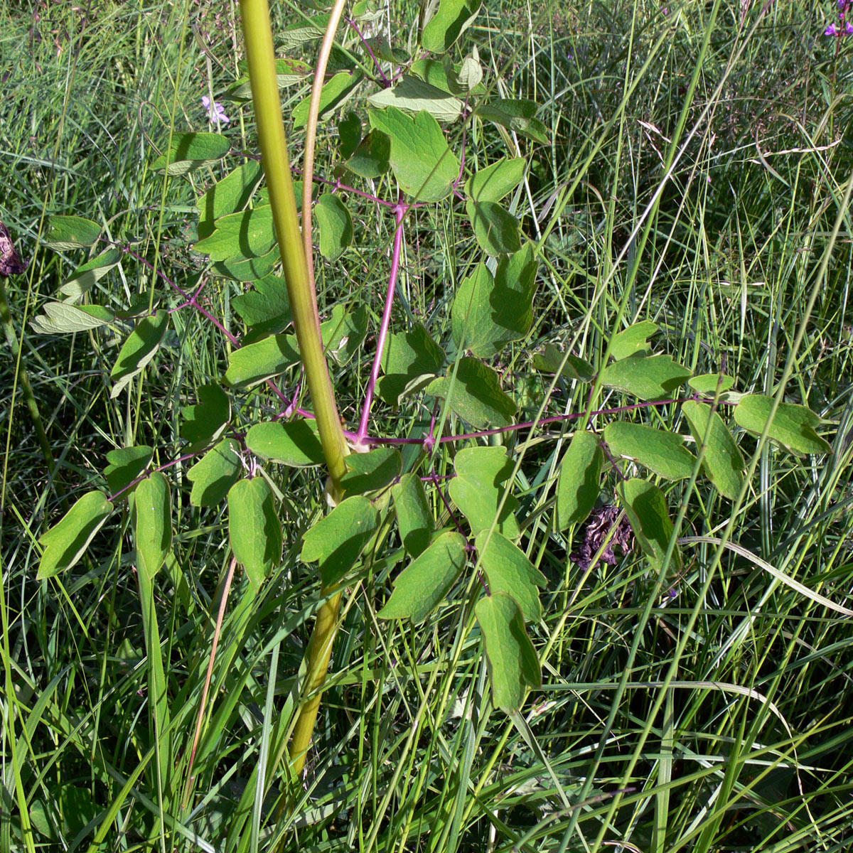 Image of Thalictrum contortum specimen.