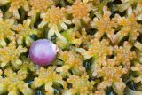 Sphagnum fallax