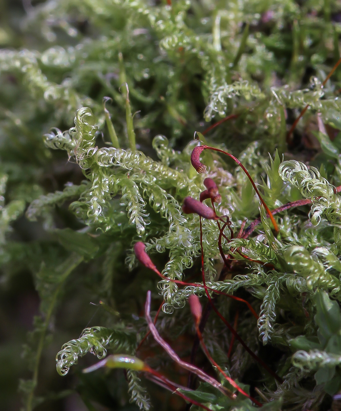 Изображение особи Sanionia uncinata.