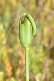 Tulipa kolpakowskiana