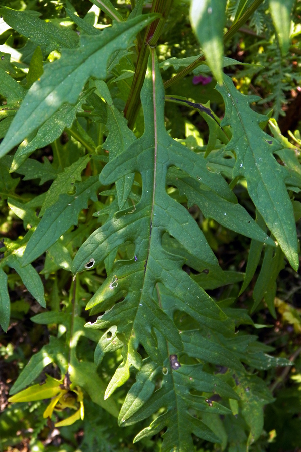 Изображение особи Saussurea pulchella.