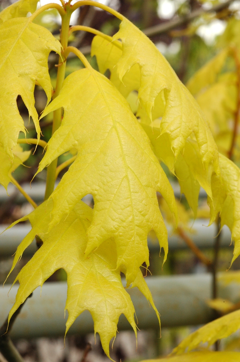 Изображение особи Quercus rubra.