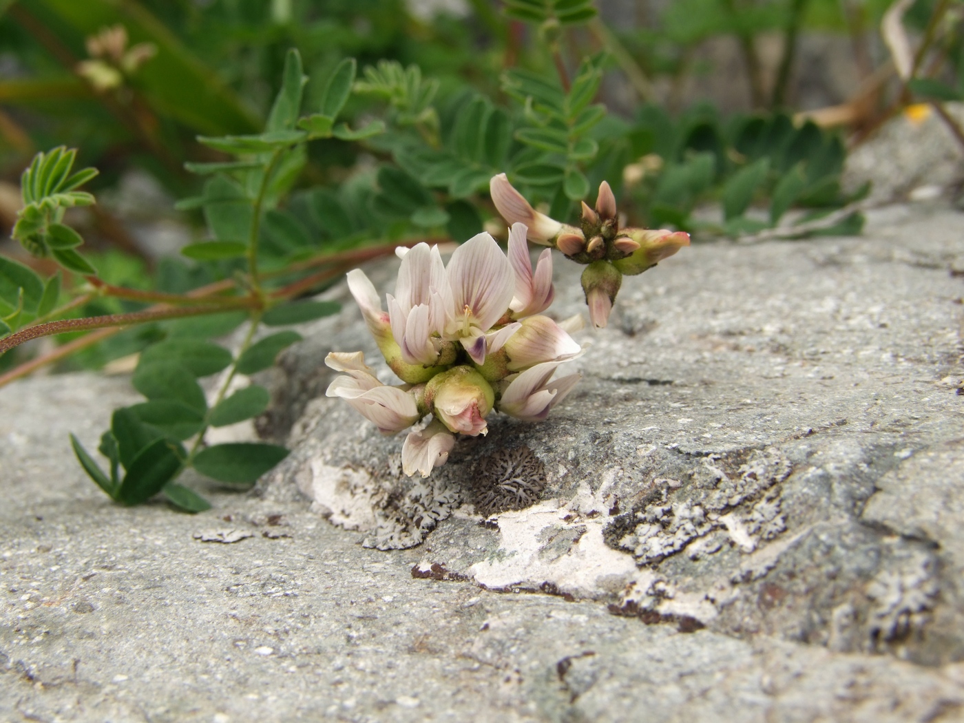 Image of Astragalus vallicoides specimen.