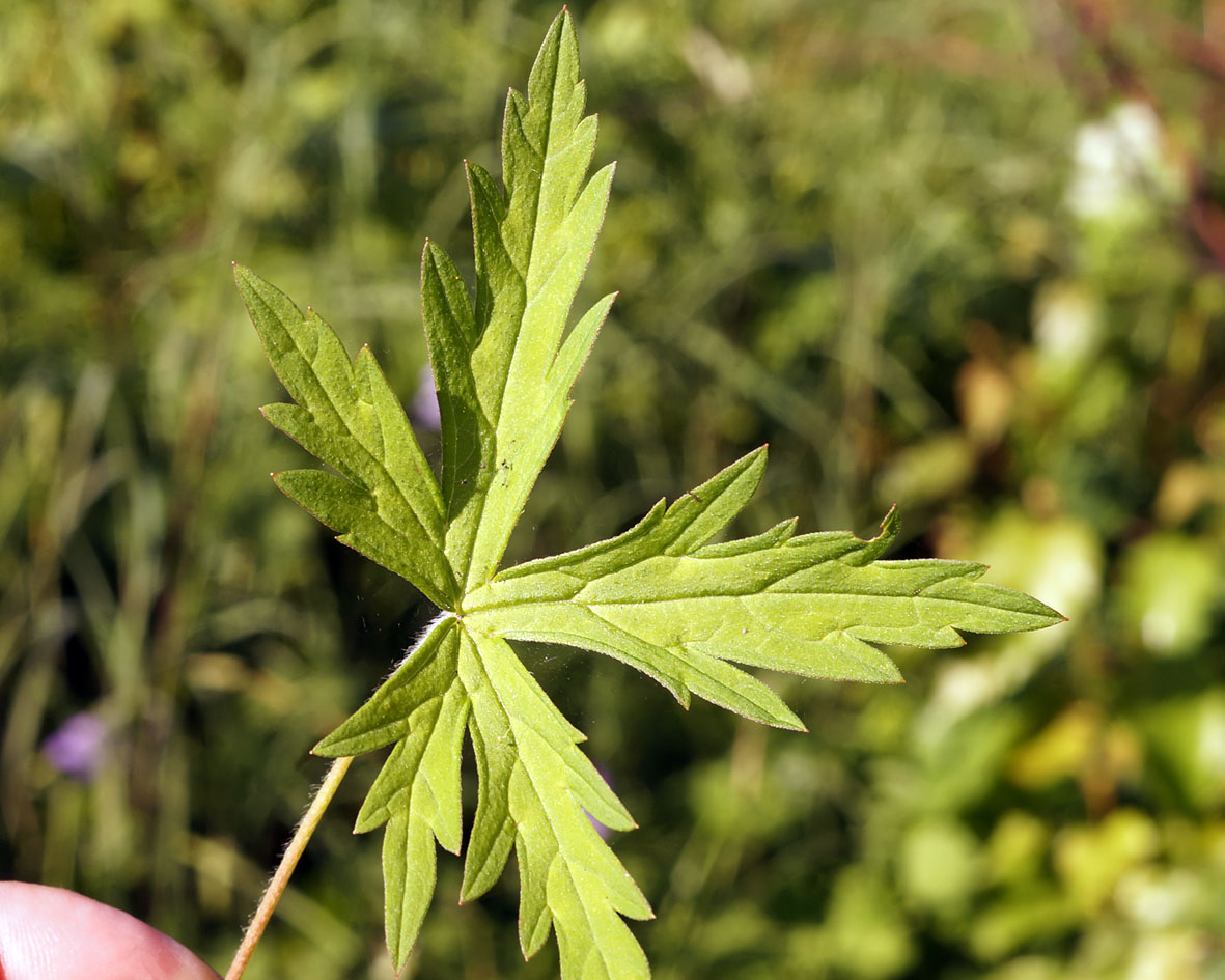 Image of Geranium sibiricum specimen.