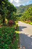Costus woodsonii