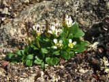 Cardamine bellidifolia. Цветущее растение в начальной стадии плодоношения. Магаданская обл., окр. Магадана, п-ов Старицкого, сопка Марчеканка, на камнях. 30.06.2015.